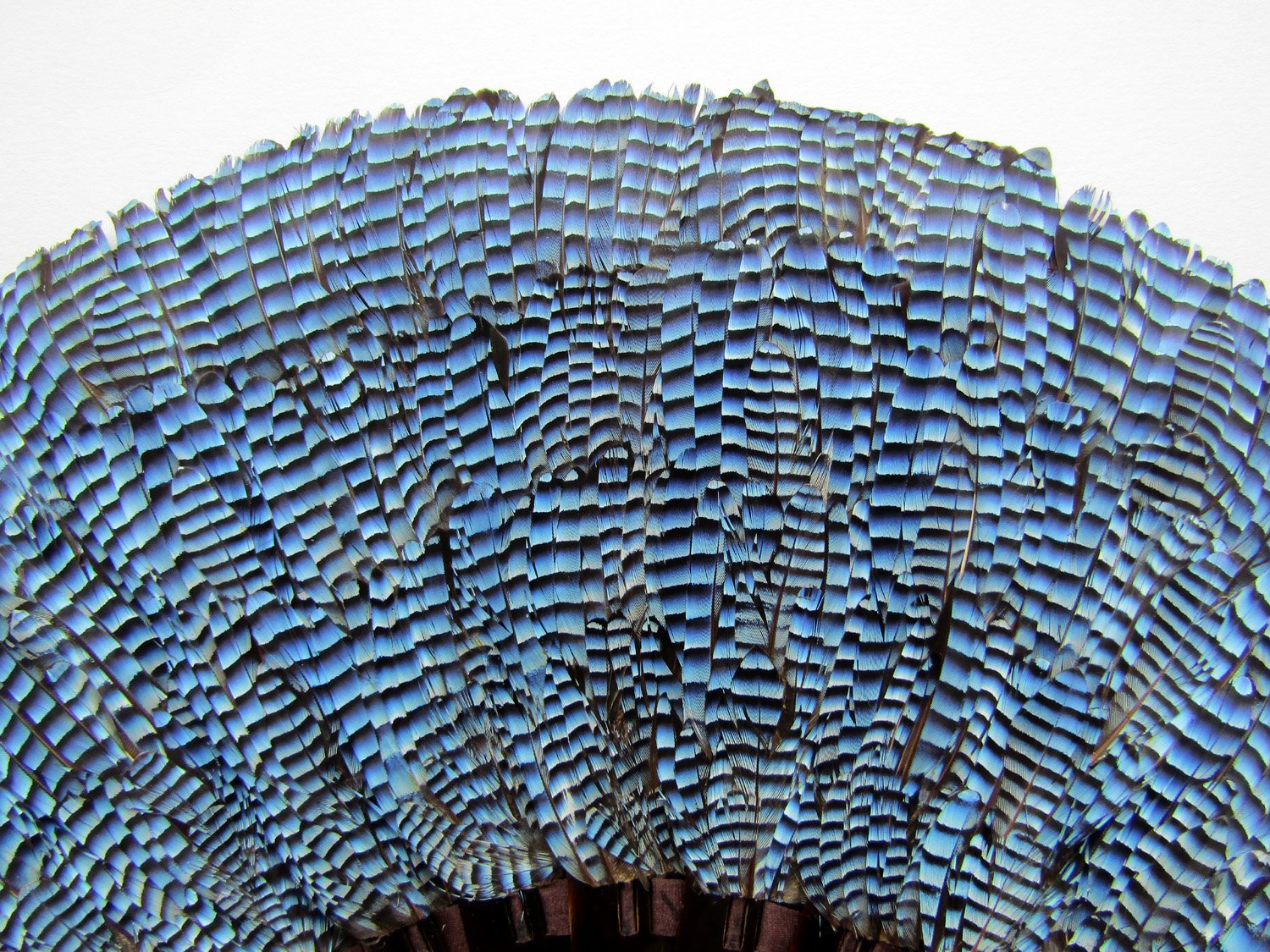 Duvelleroy-Jay-Feather-Fan-03