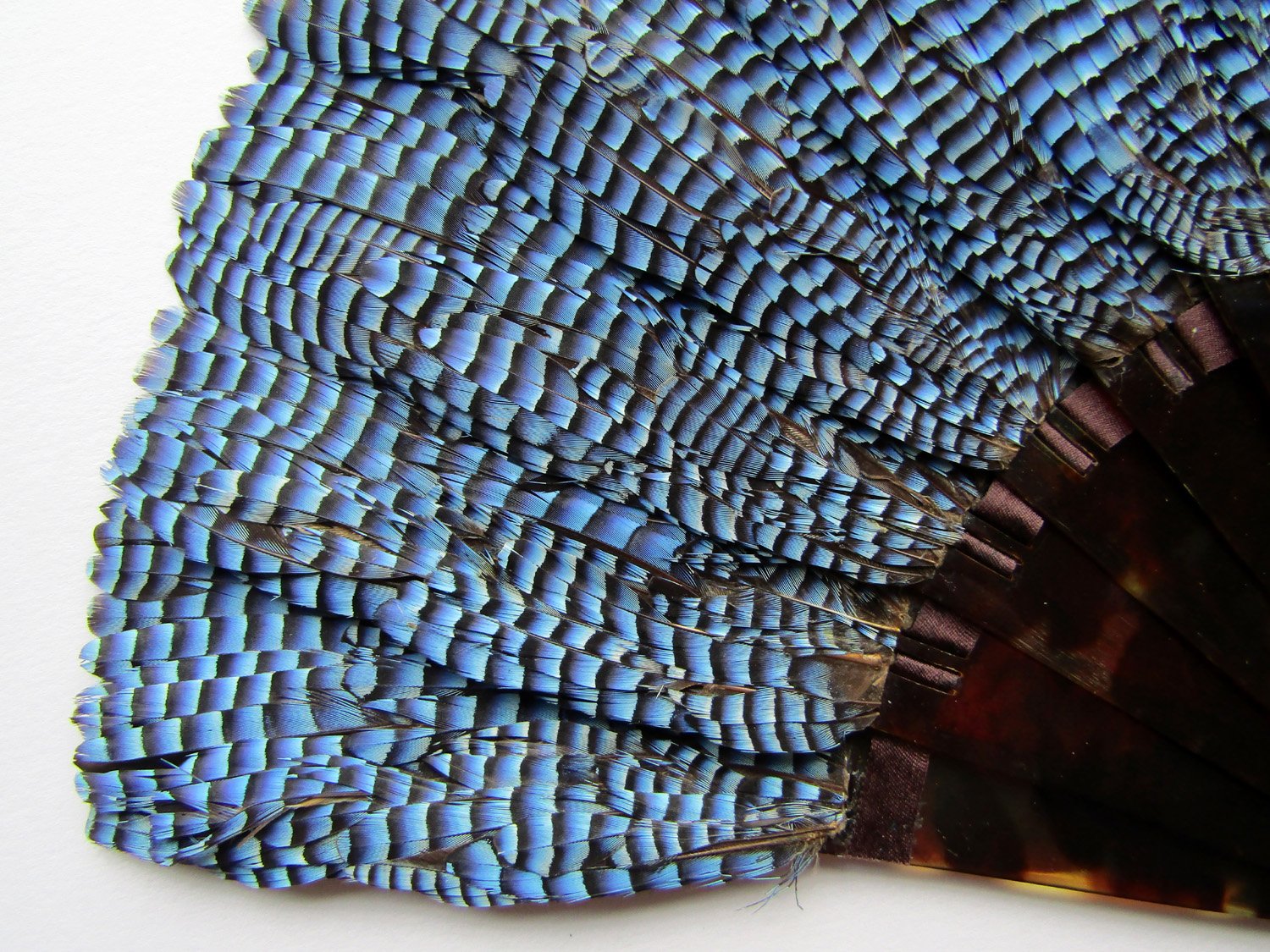 Duvelleroy-Jay-Feather-Fan-04